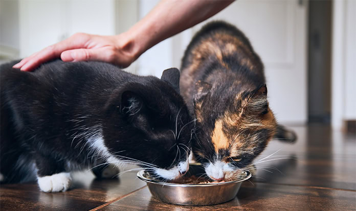 Brenntag представит решения для сохранности и качества кормов для домашних животных на Fi Europe 2025