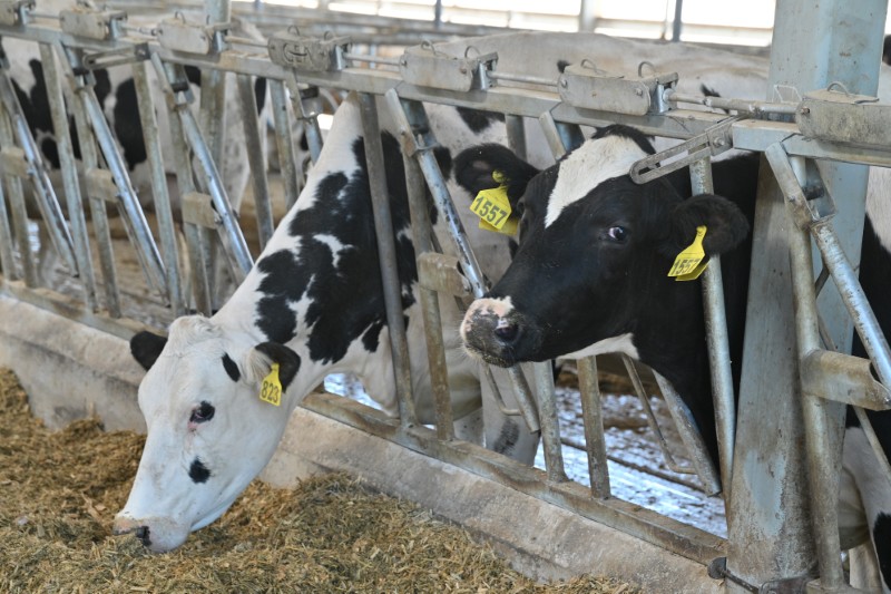Снижение содержания микроэлементов в кормовых культурах угрожает здоровью коров и телят