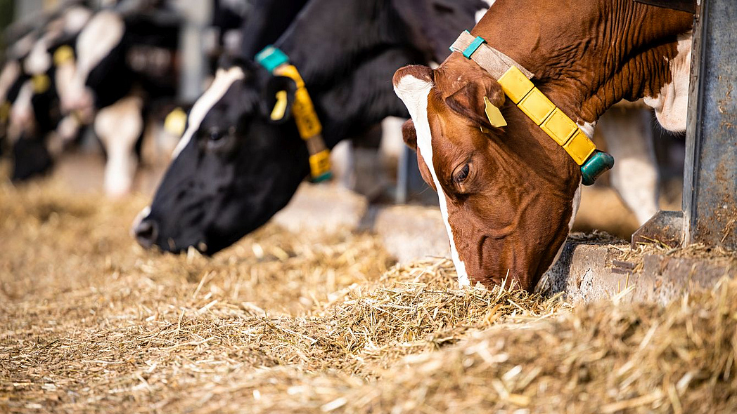 Дальневосточные ученые создали микрокапсулы для лучшего усвоения витаминов у коров