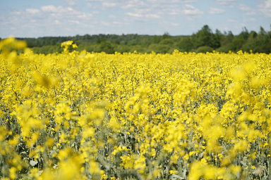 В Ивановской области собрали рекордный урожай масличных культур