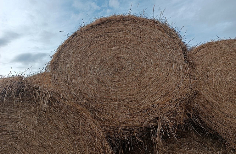 Сельхозпредприятия Удмуртии обеспечены кормами и зерном