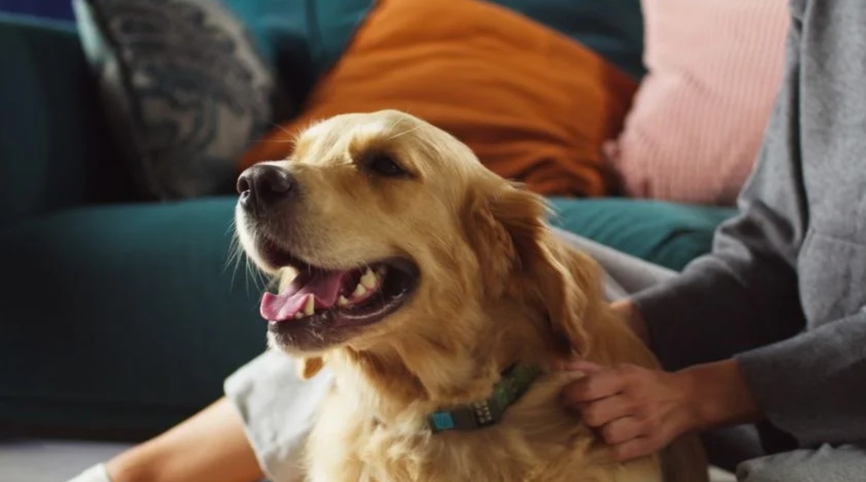 Добавки для улучшения работы мозга питомцев набирают популярность в мире