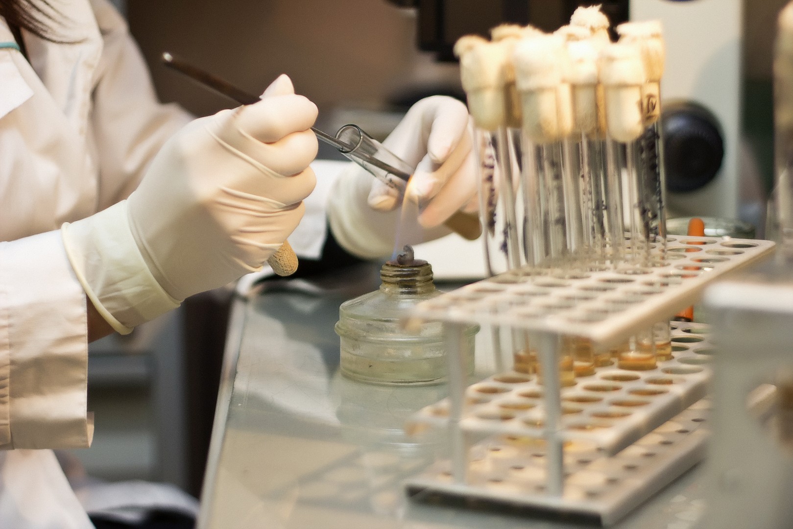 В Курской области обнаружили крупную партию кукурузы, зараженной микотоксином