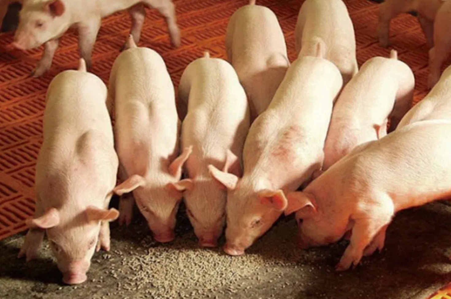 Оценка пригодности метаболитов витамина D3 для кормления животных