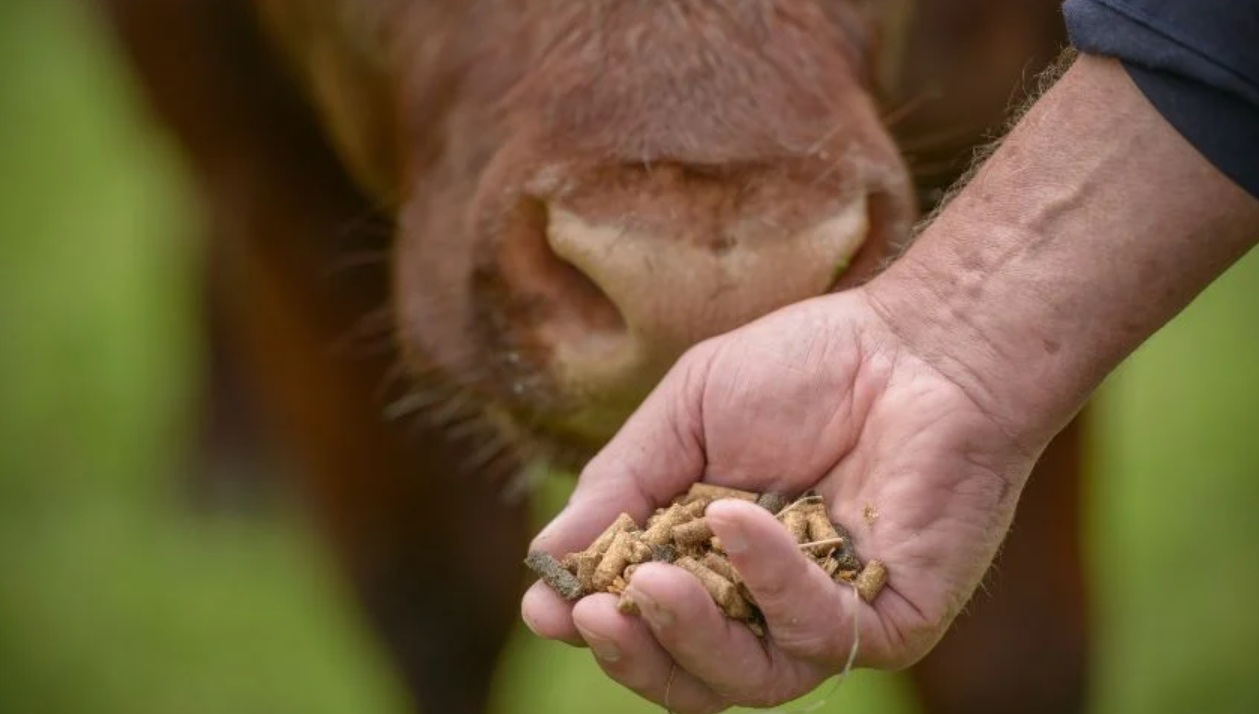 Микропластик добрался до кормов: что это значит для мяса и молока