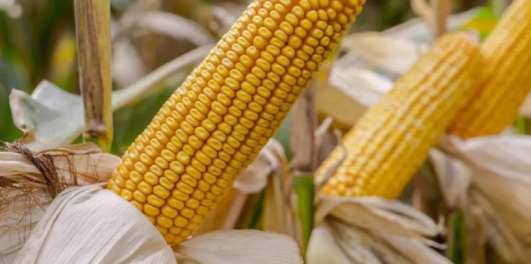 Минсельхоз США (USDA) прогнозирует рекордный урожай кукурузы на фоне сокращения поставок сои в 2026 году