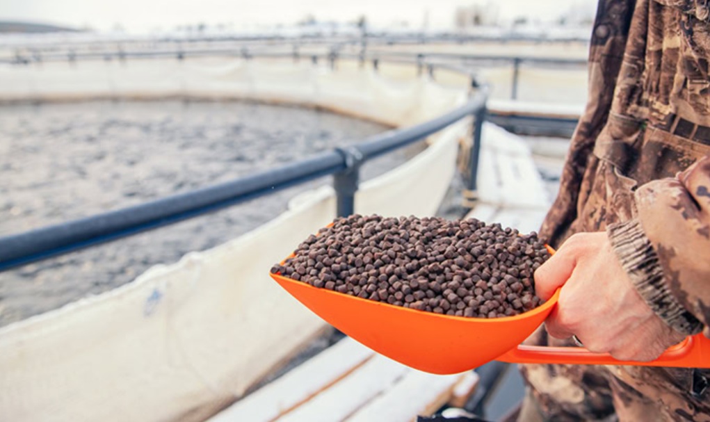 Курс на рост: как BioMar планирует трансформировать рынок аквакормов к 2026 году