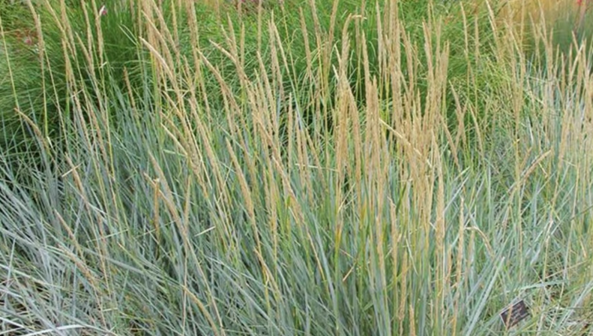 В Эфиопии выведен засухоустойчивый сорт травы для повышения продуктивности животноводства