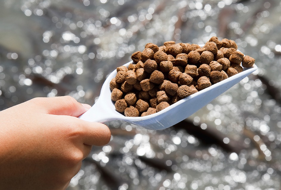 Umami Bioworks внедряет ИИ-технологии для оптимизации производства кормов на основе масла водорослей