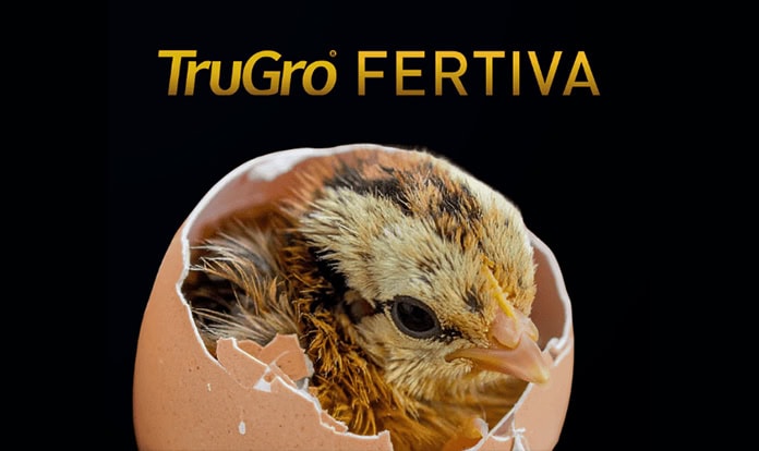 Layn представит новое решение для повышения фертильности родительских стад на выставке IPPE 2026