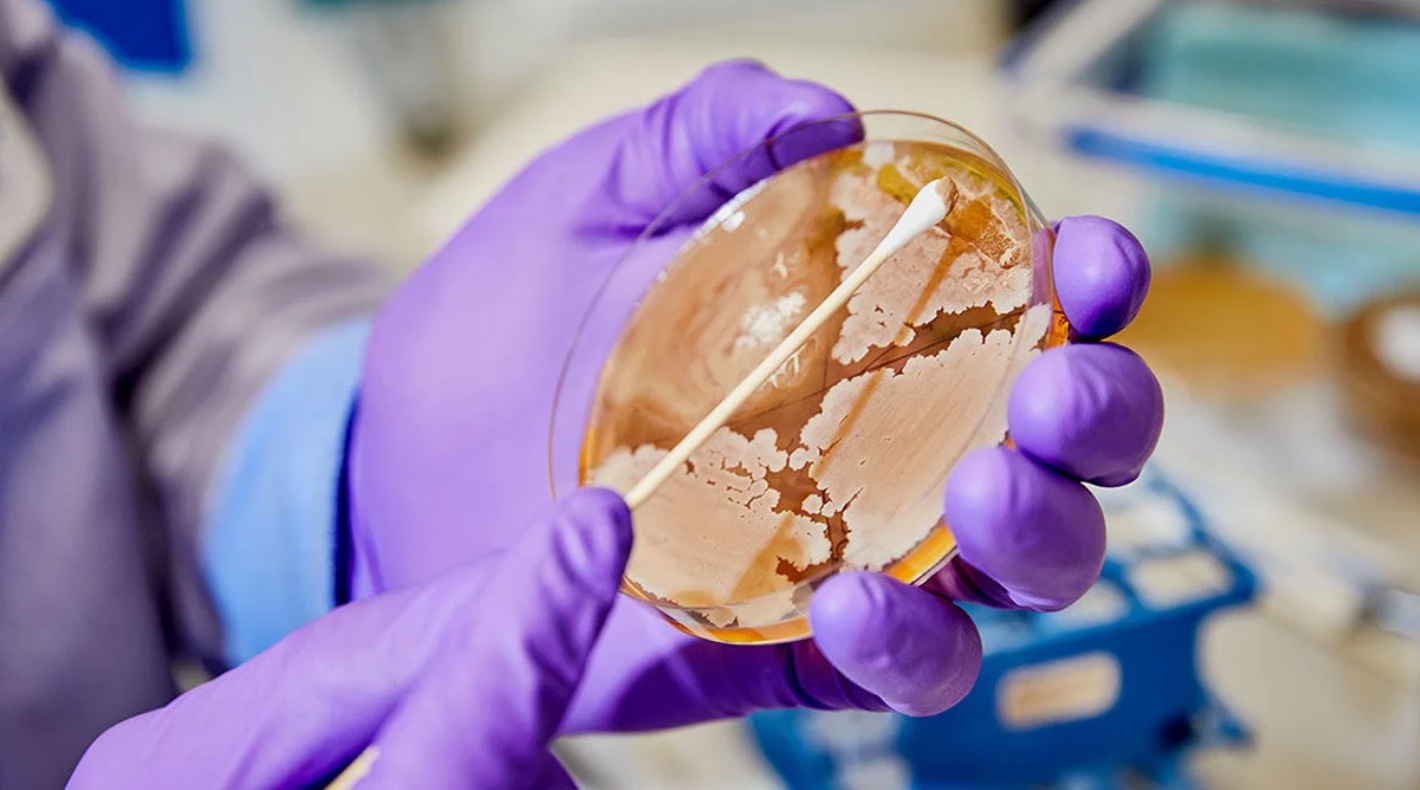 Учёные Тимирязевской академии занимаются инновационными пробиотиками для птицеводства