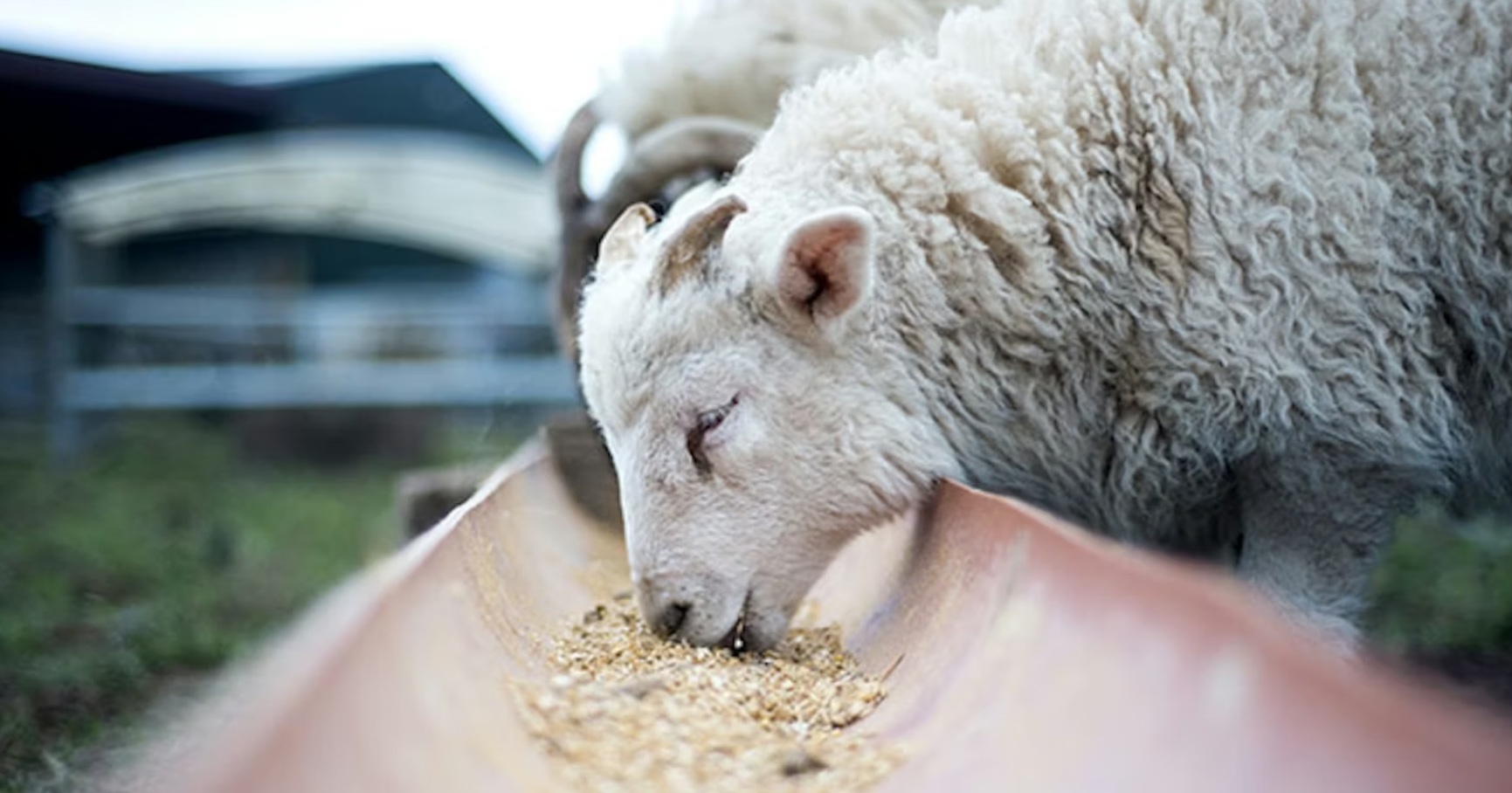 Ученые Бурятии создали кормовую добавку для ускоренного роста ягнят