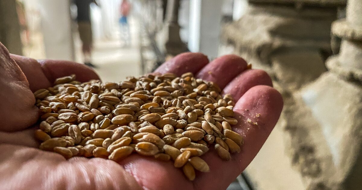 В Донецкой Народной Республике в 2025 году проведена апробация почти 54 тыс. га семенных посевов