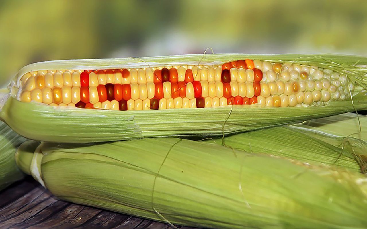 Азия смягчает позицию в отношении ГМО