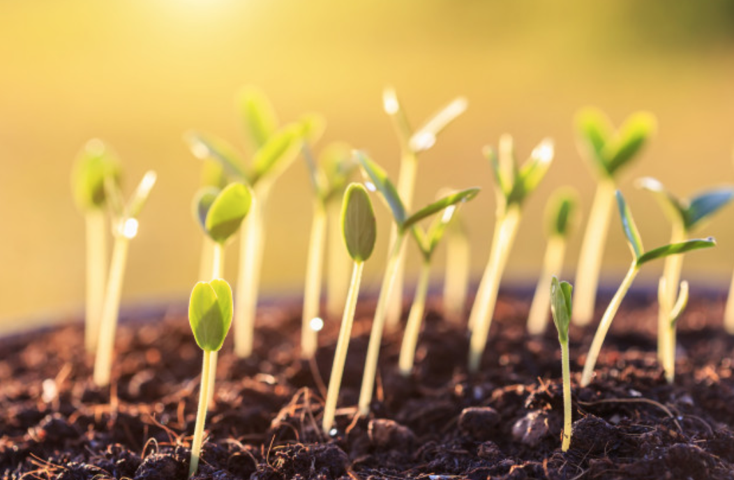 Лидеры по объему высева семян в России – сорта селекции ВНИИМК