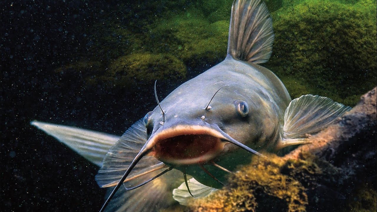 Инвазивный синий сом станет новым суперфудом для домашних животных