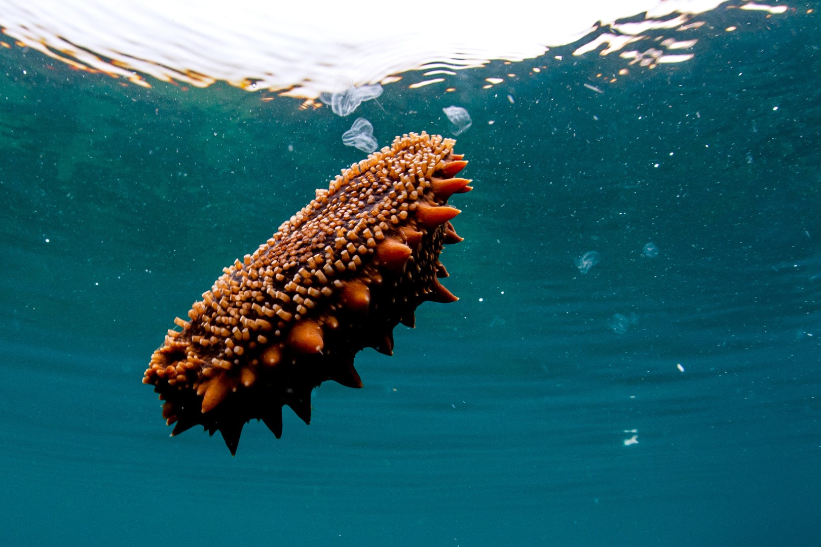 Изучено влияние добавления микроводорослей в диету трепанга на профиль мембранных липидов