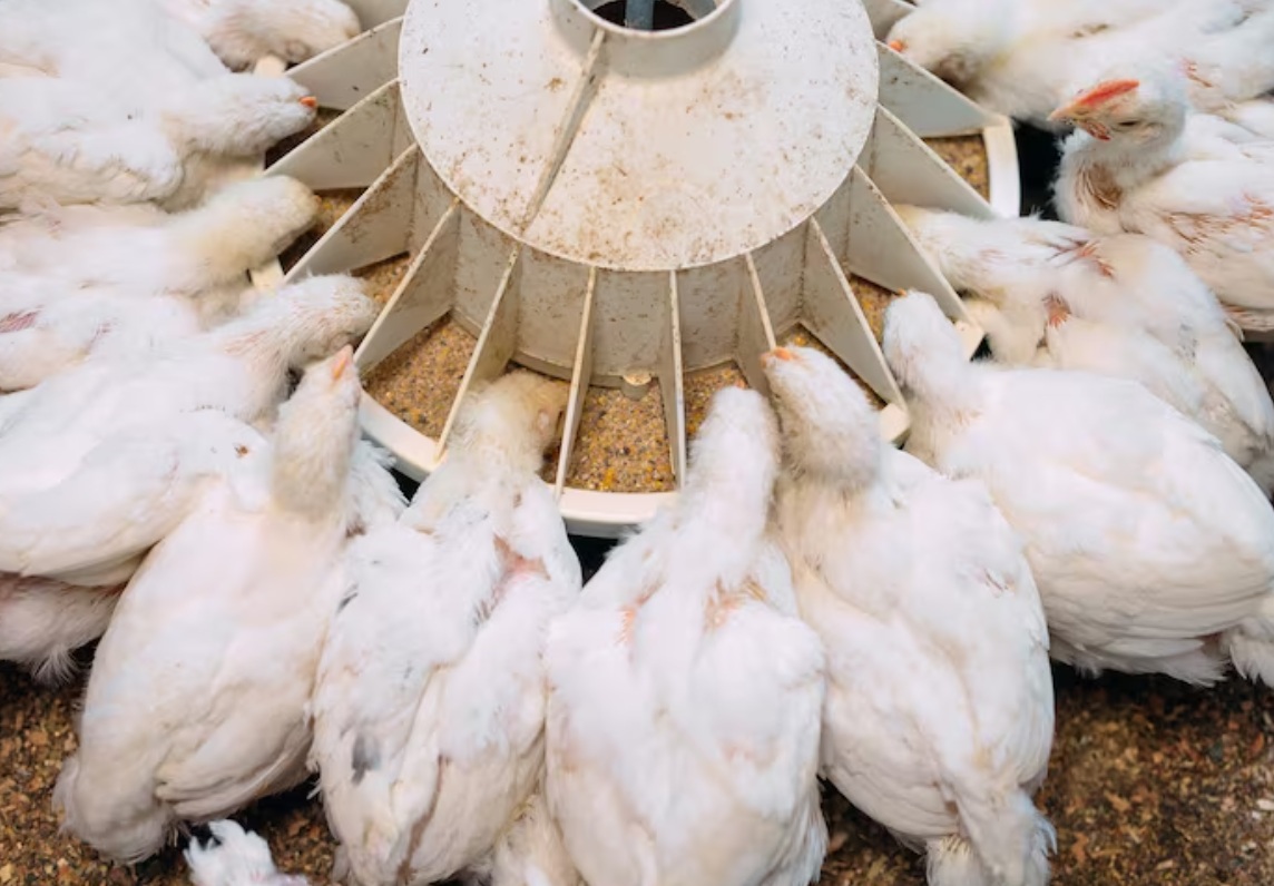 Ученые придумали, как сэкономить на производстве курицы