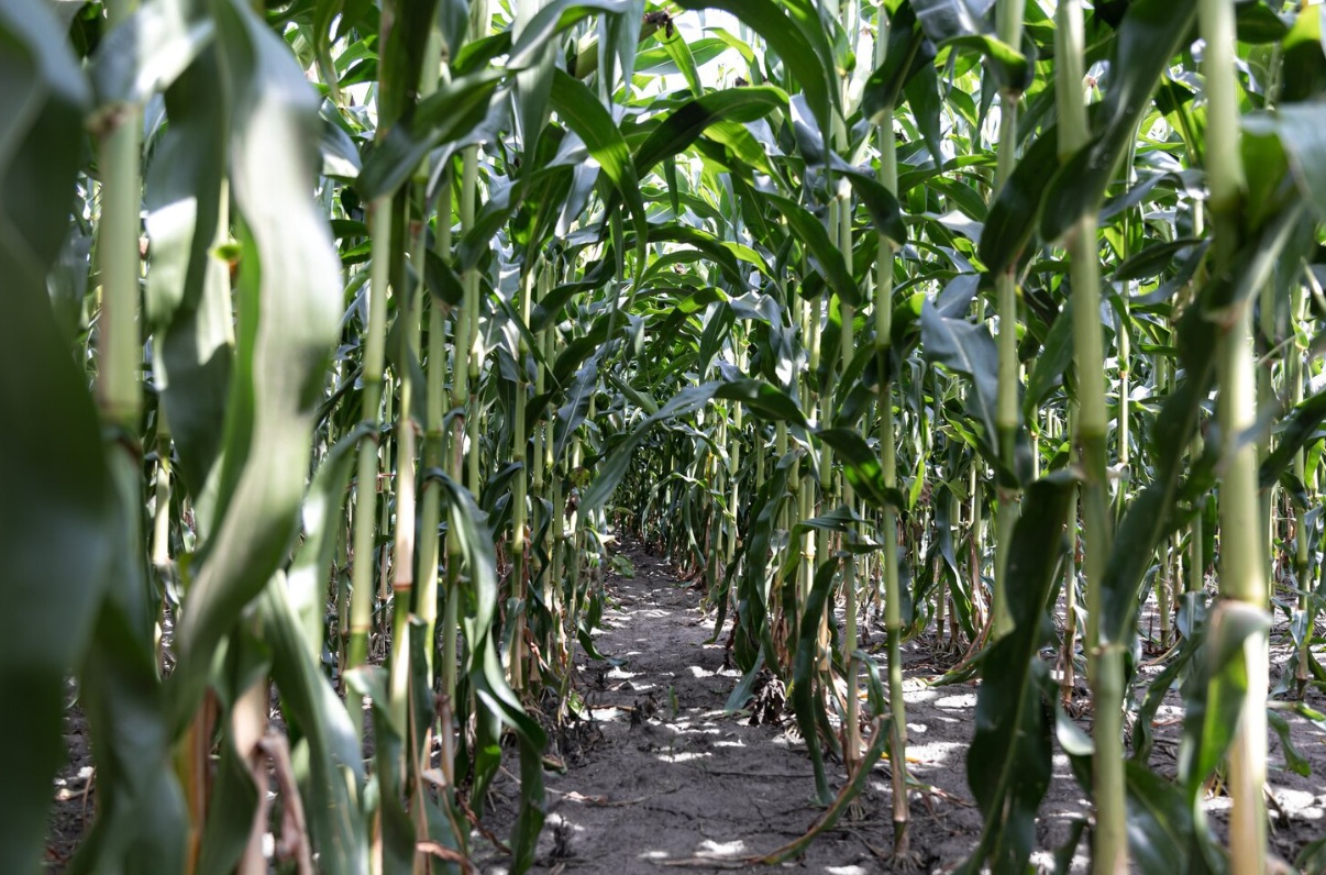 Калужская область вошла в список лидеров по производству кукурузы и сои