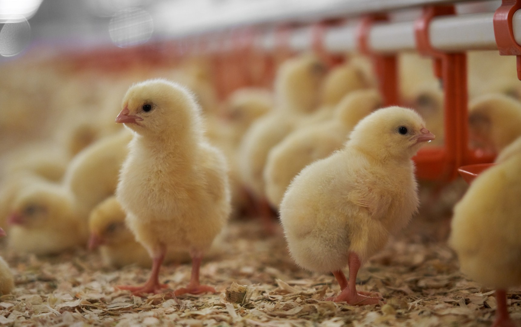 Кверцетин ускорил рост бройлеров на 11% без вреда для иммунитета — исследование