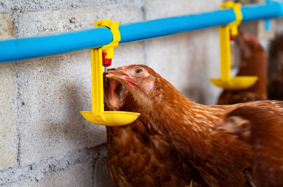 Минералы в хелатной форме поддерживают здоровье, продуктивность и устойчивость птицеводства