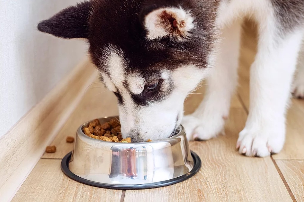 Дрожжевой экстракт усиливает вкусовую привлекательность сухих кормов для собак