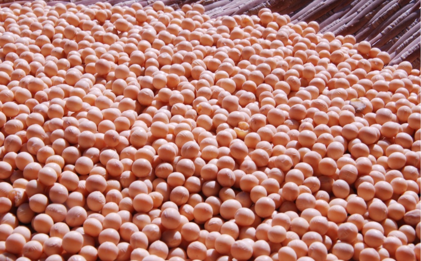 Россия стала нетто-экспортером сои из-за резкого падения импорта