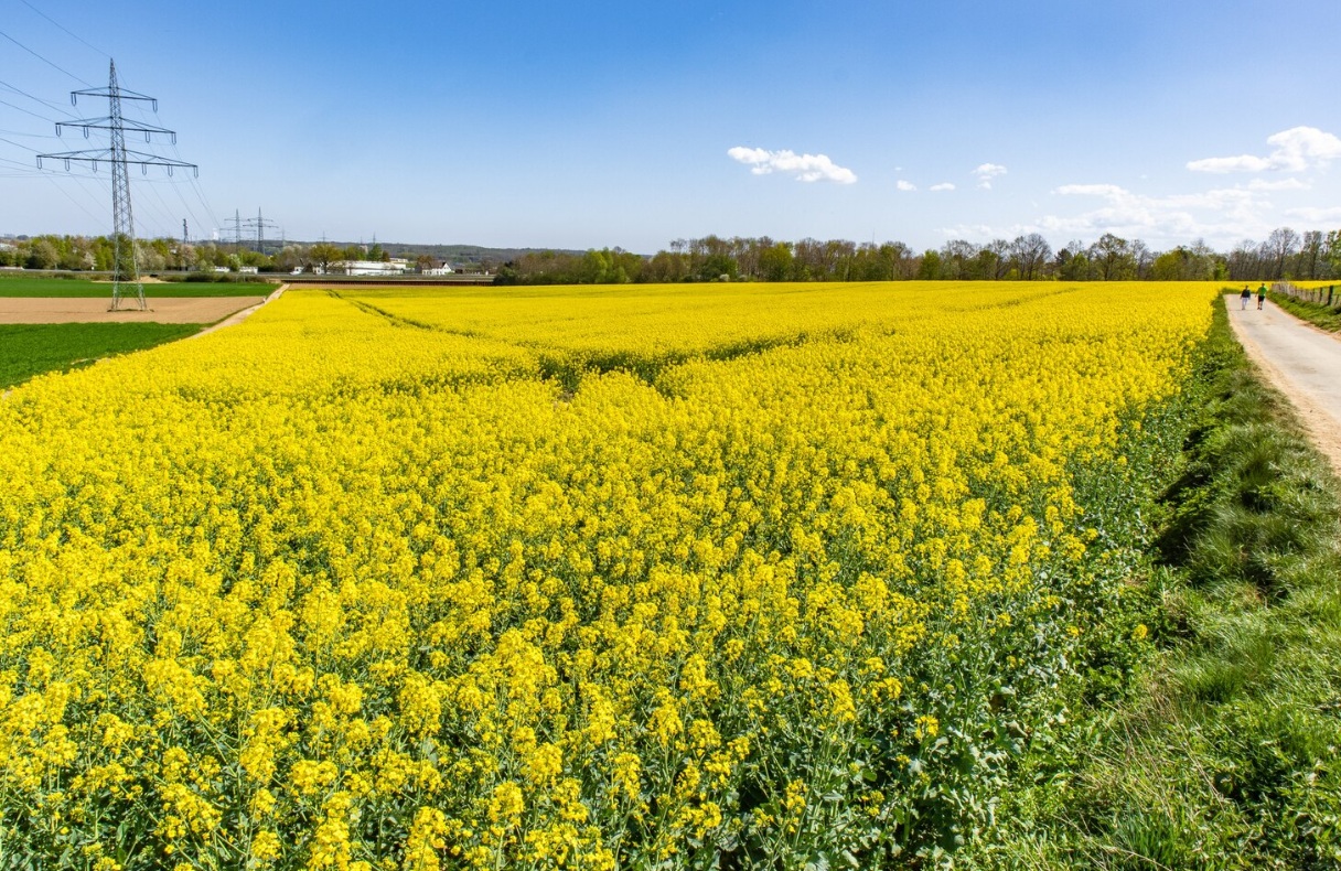В Липецкой области увеличат посевные площади масличных культур