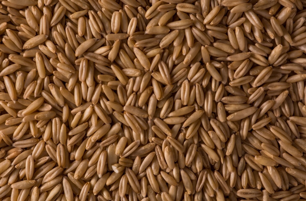 Партию выращенного в РФ кормового ячменя впервые отправили из Ленобласти в Иран