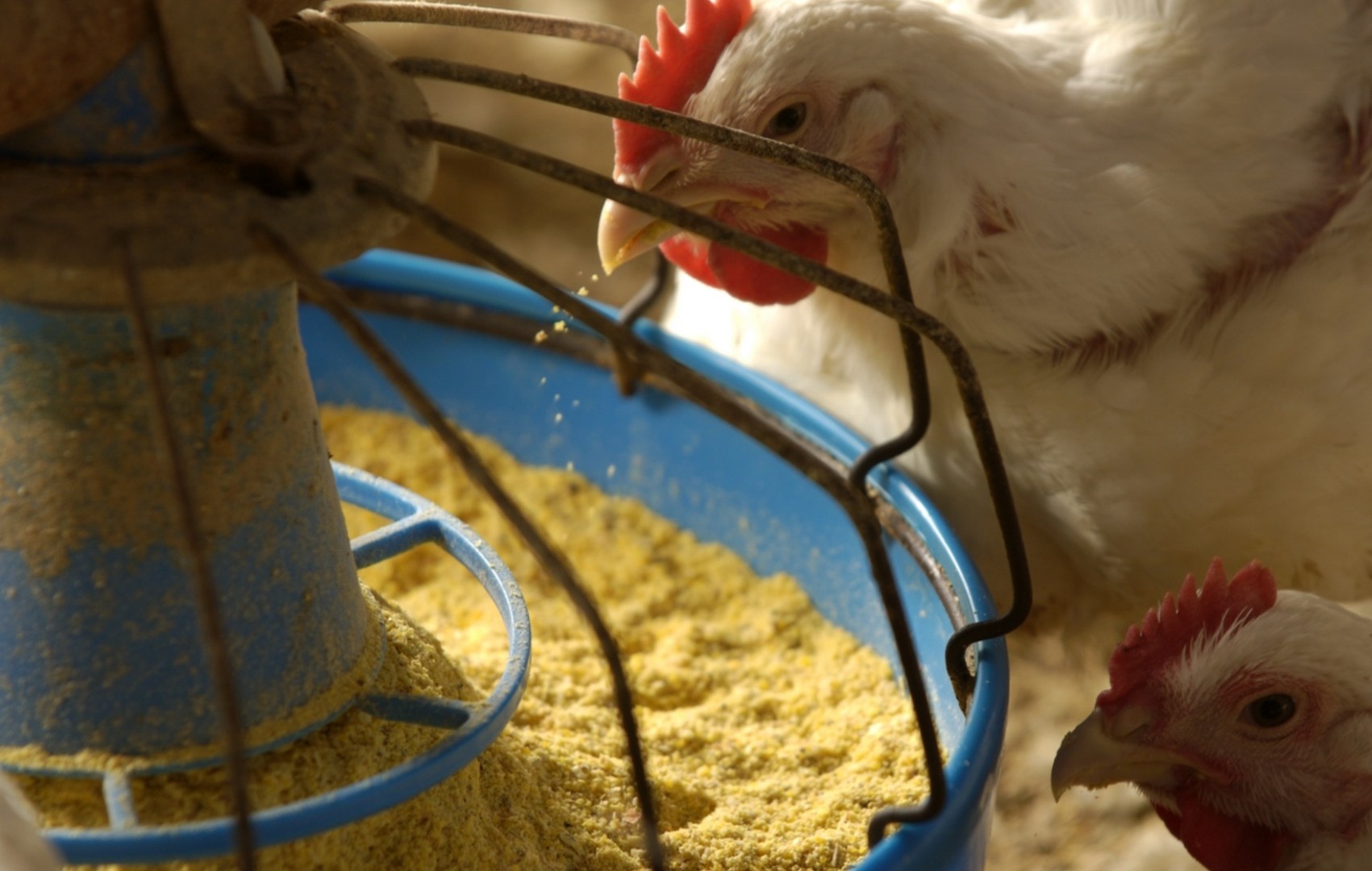 Насекомые могут решить проблему метионина в органическом птицеводстве