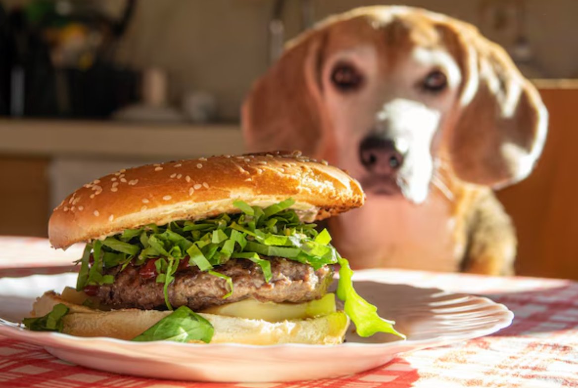 От паштета из голубого краба до «собачьего попкорна»: рост рынка нестандартных кормов для питомцев