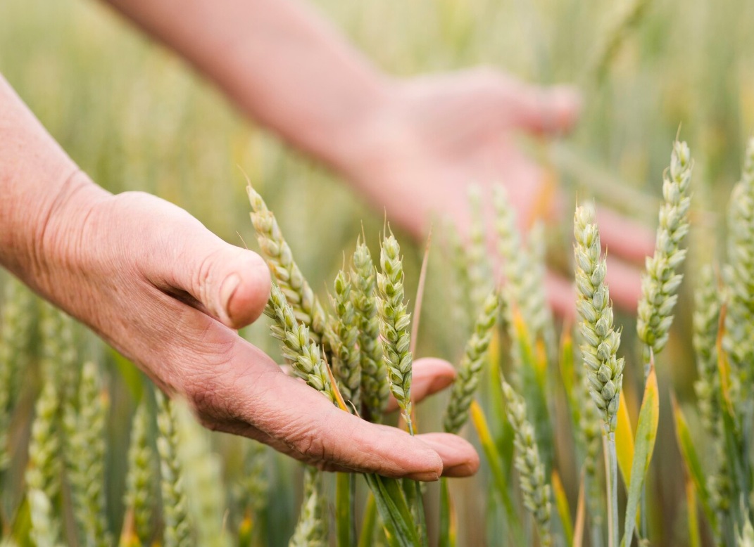 Группа «Русагро» создала в Белгороде совместное предприятие с турецким партнером для развития семеноводства