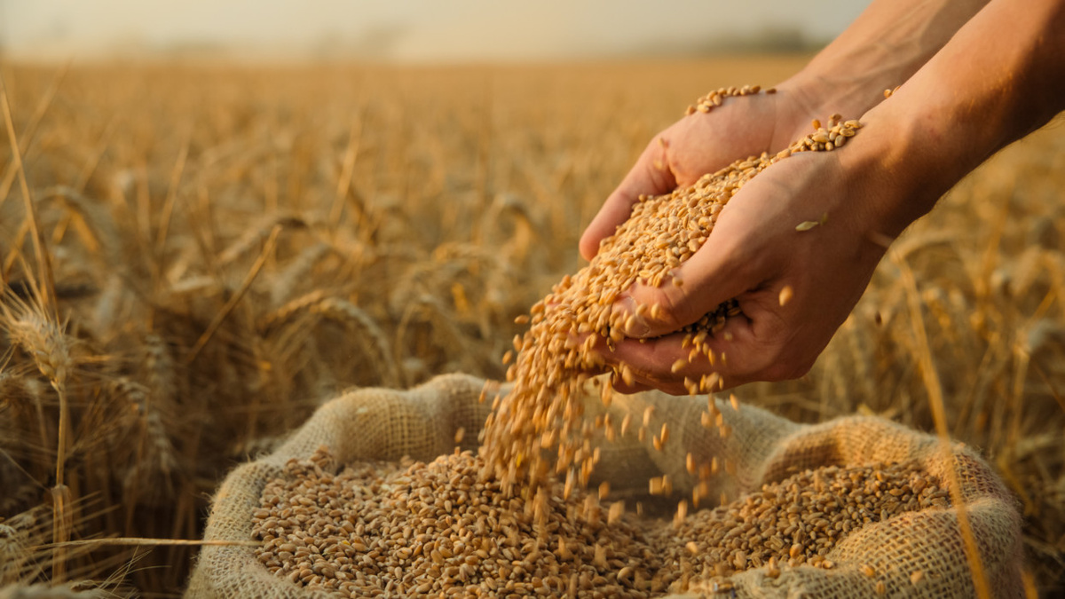 Около 900 тысяч тонн зерна планируют собрать в Приморье