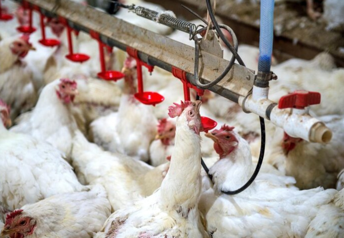 Антибиотик прошлых поколений может стать альтернативой в птицеводстве