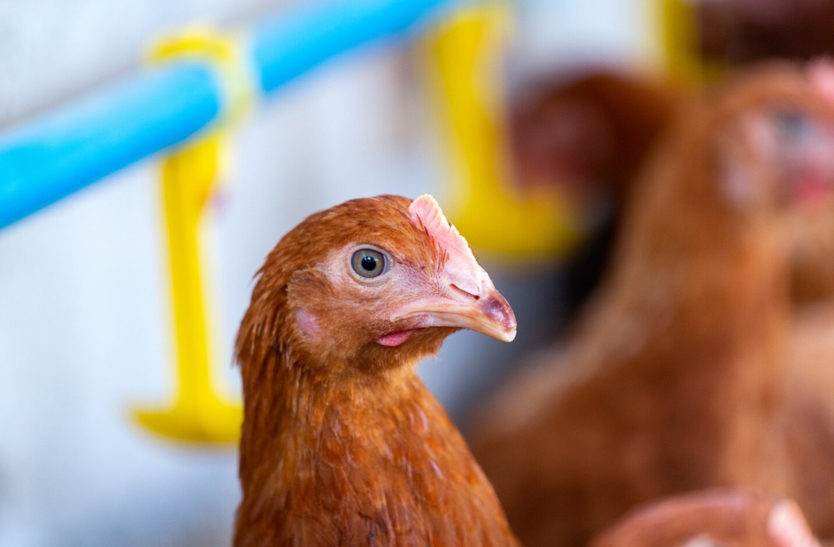 Шесть кормовых добавок, определивших развитие рациона бройлеров
