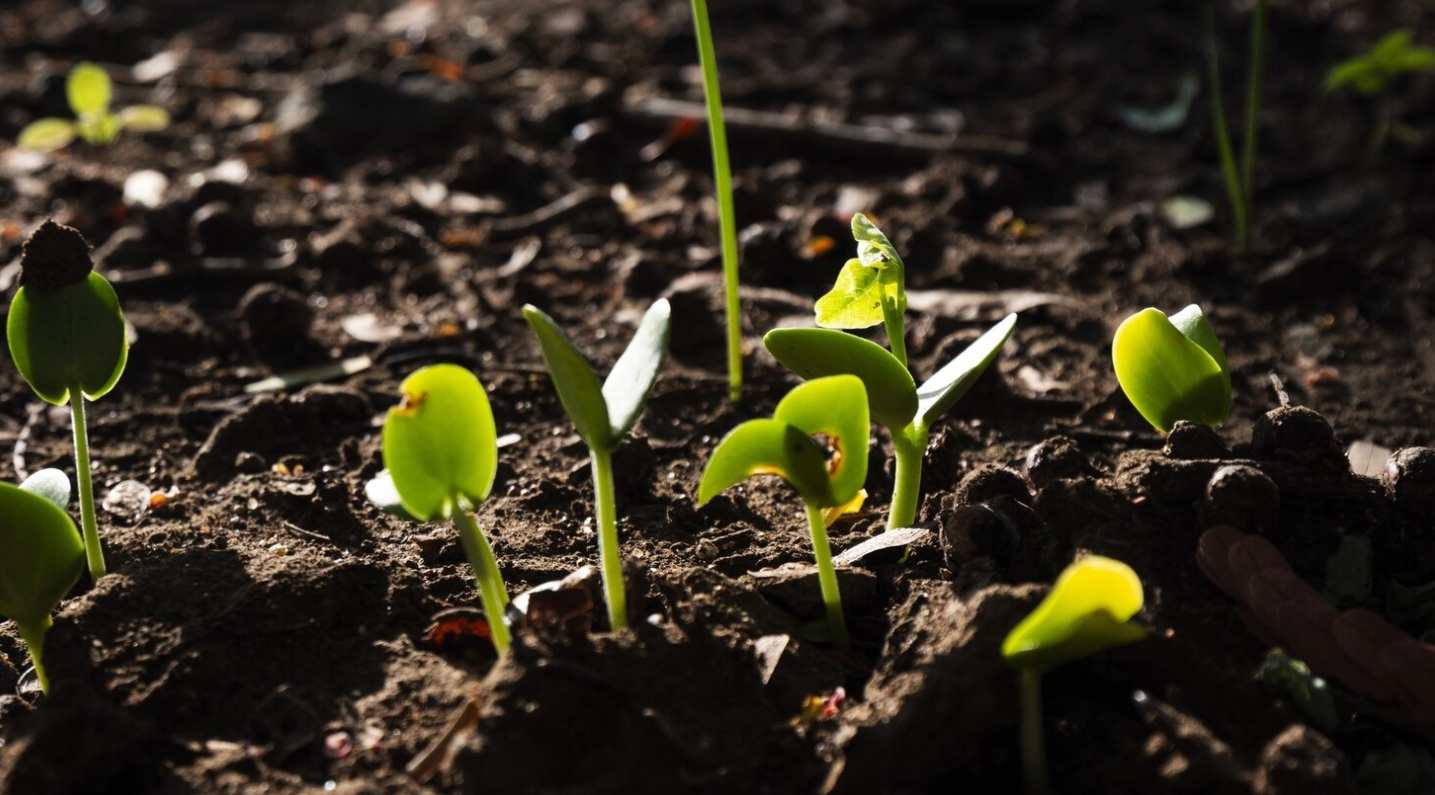 Приморье обеспечено семенами ранних зерновых и сои на 100%