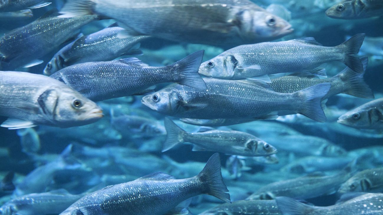 Инновация от BioMar: новый корм укрепляет естественный иммунитет сибаса при бактериальных угрозах