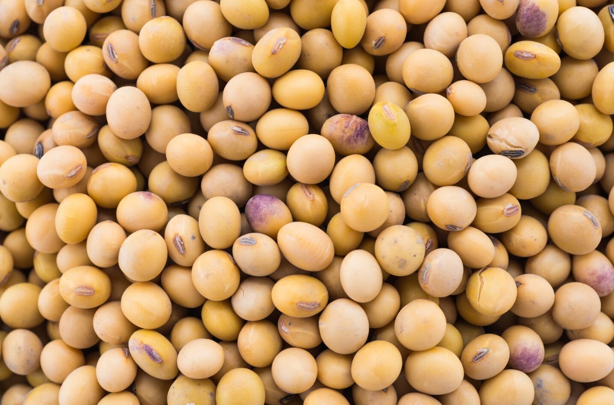 Минсельхоз предложил продлить разрешение на ввоз ГМО-сои для производства кормов на экспорт