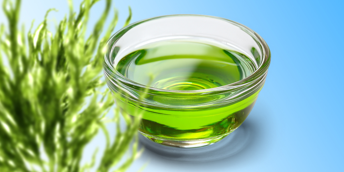 Мировое производство масла из водорослей может вырасти на 80% к 2030 году