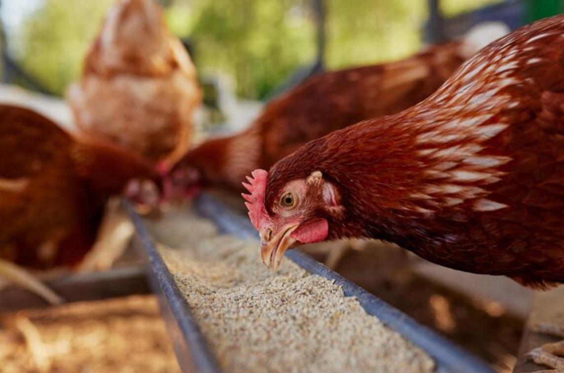 Кормовая продукция для птицеводства