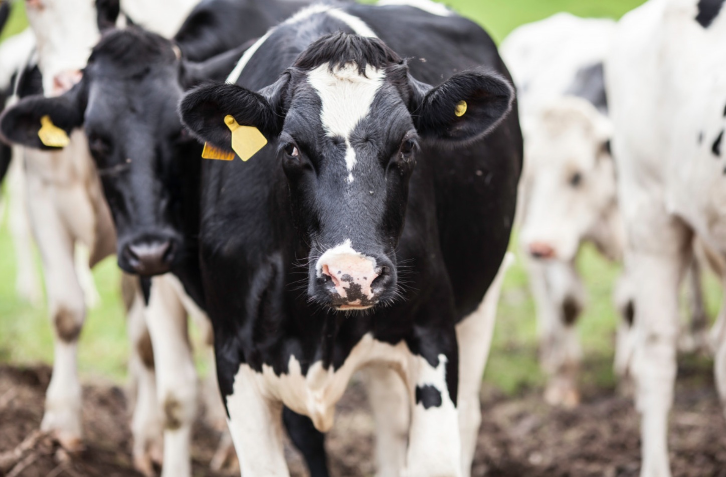 Эксперты предупреждают о рисках для молочного скота из-за нестабильного качества кормов весной