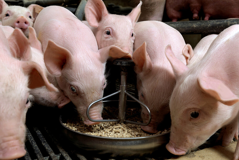 Huvepharma вывела на рынок новый фермент для свиней и птицы