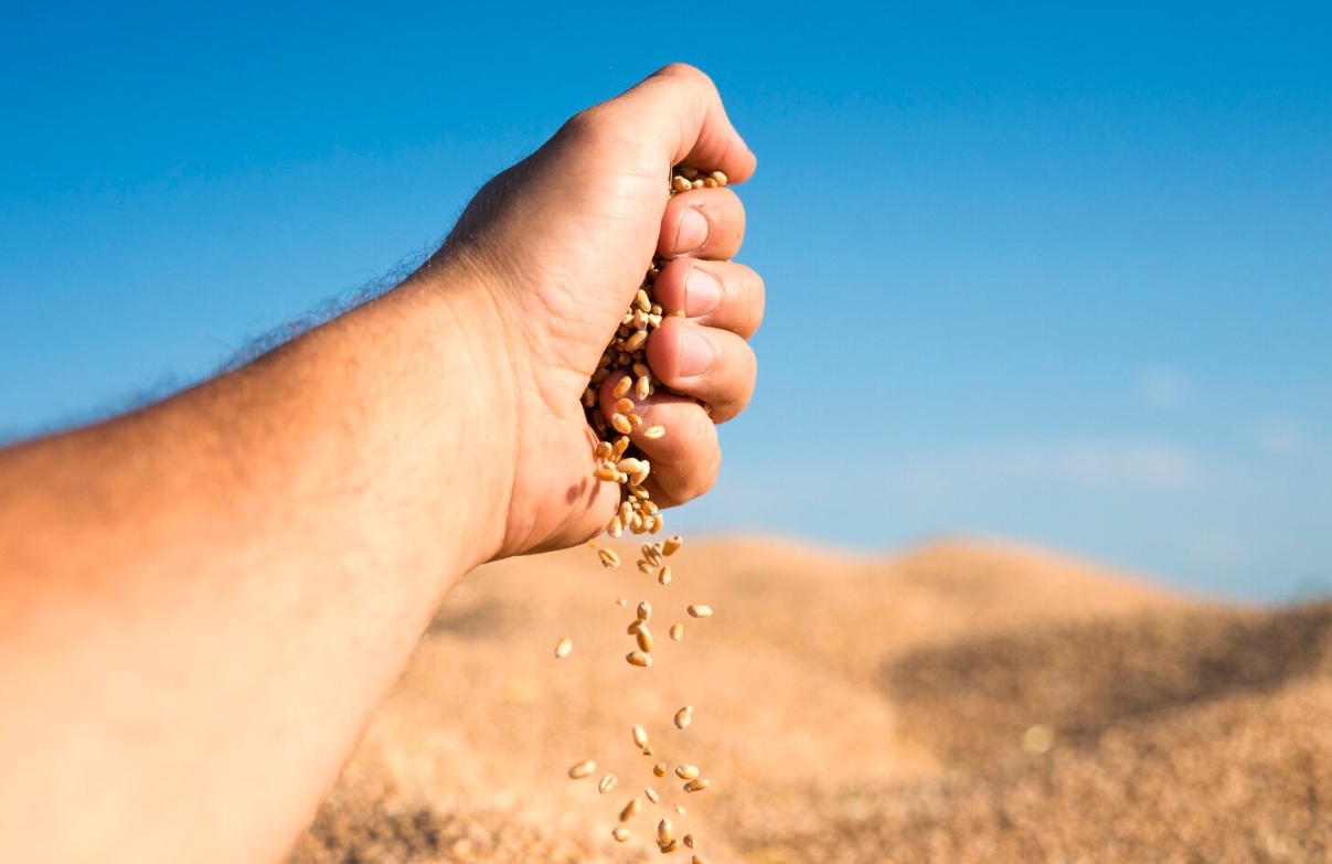 Контроль за производством и переработкой зерна усилят