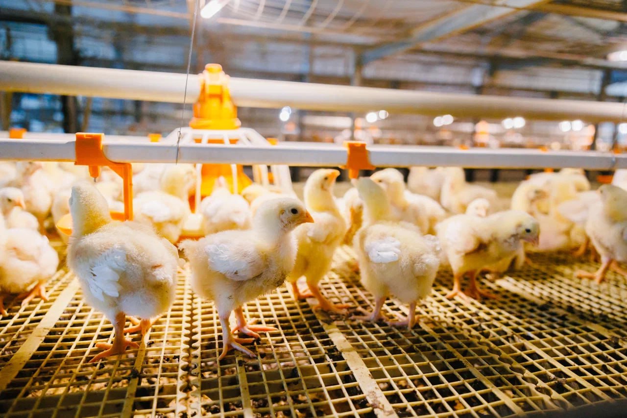 Руслан Даскиев, МЕГАМИКС: «В подготовке птичников мелочей не бывает»