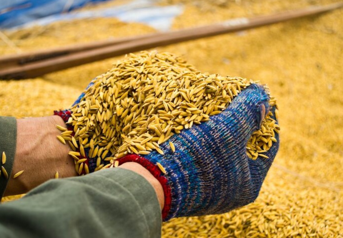 Под контролем Россельхознадзора из ДНР экспортировано 36,6 тысячи тонн зерна