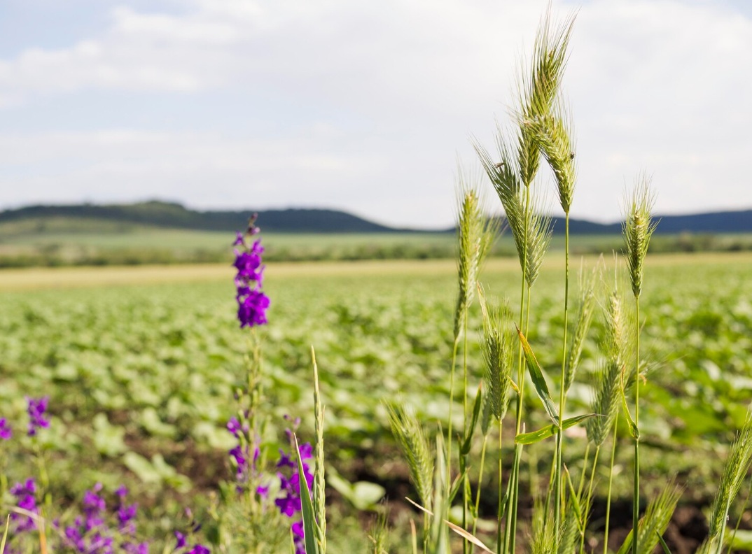 В Ивановской области планируют увеличить площади посева яровых и кормовых культур