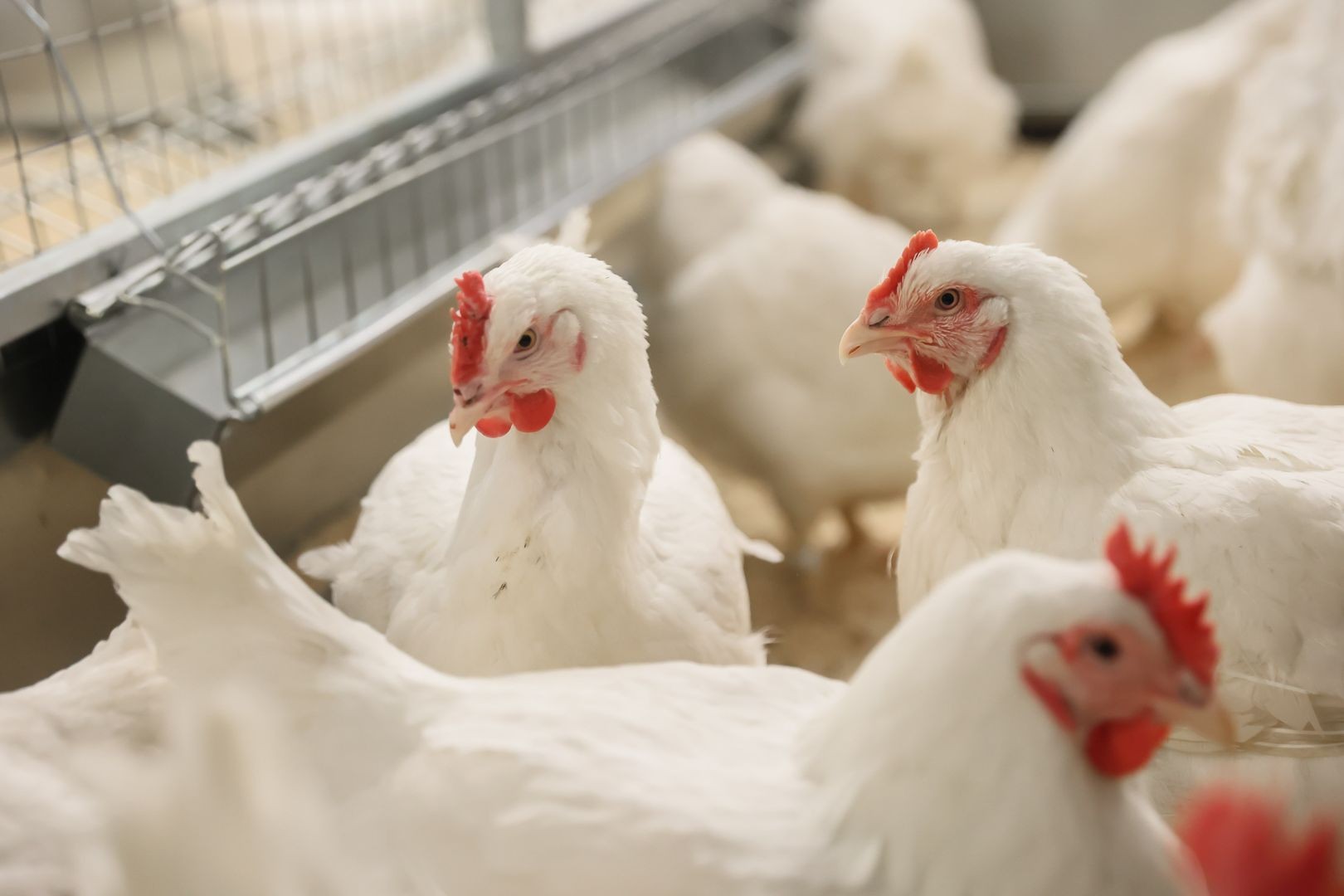 dsm-firmenich выявила скрытые дисбалансы кальция и фосфора в питании бройлеров