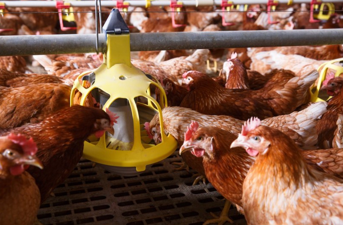 Trouw Nutrition представит решение на основе фитокомплекса для здоровья кишечника бройлеров на конференции ICPIH