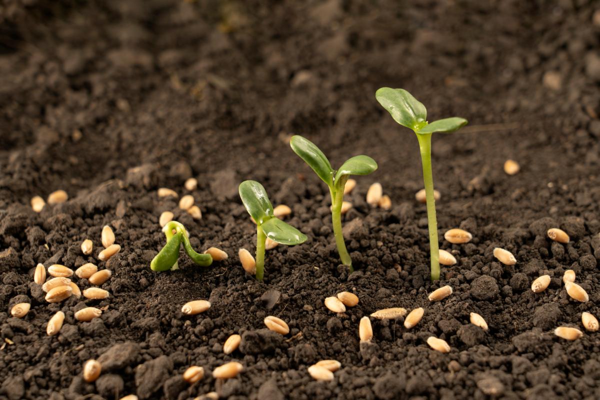 Рост цен на удобрения угрожает зерновому производству и кормовой безопасности стран Балтии