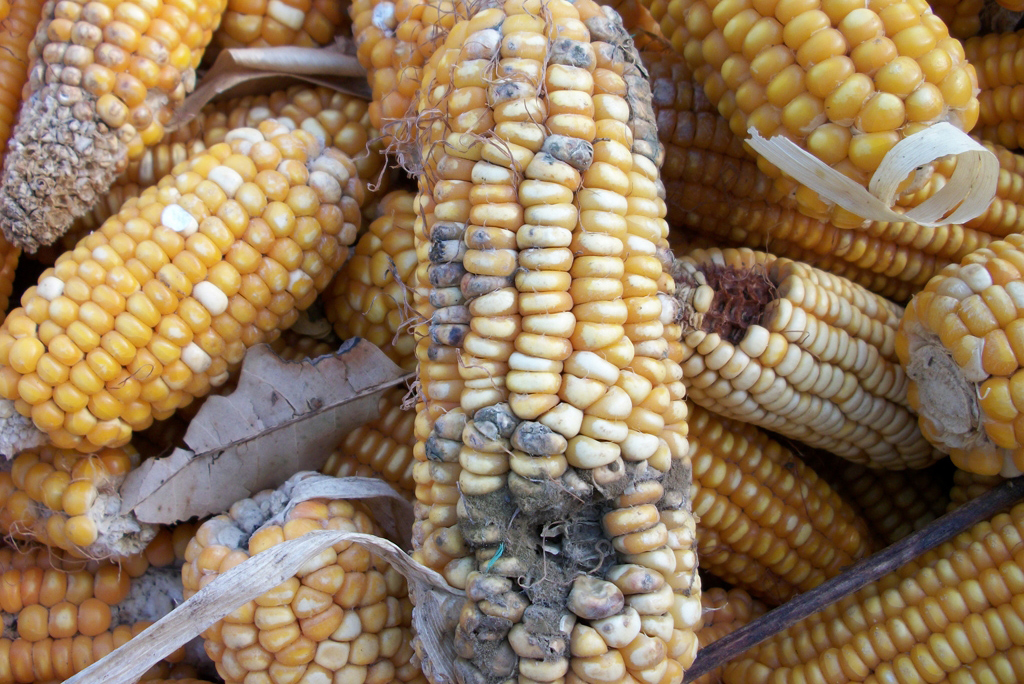 В Курской области выявлено 5 тысяч тонн кукурузы с микотоксином